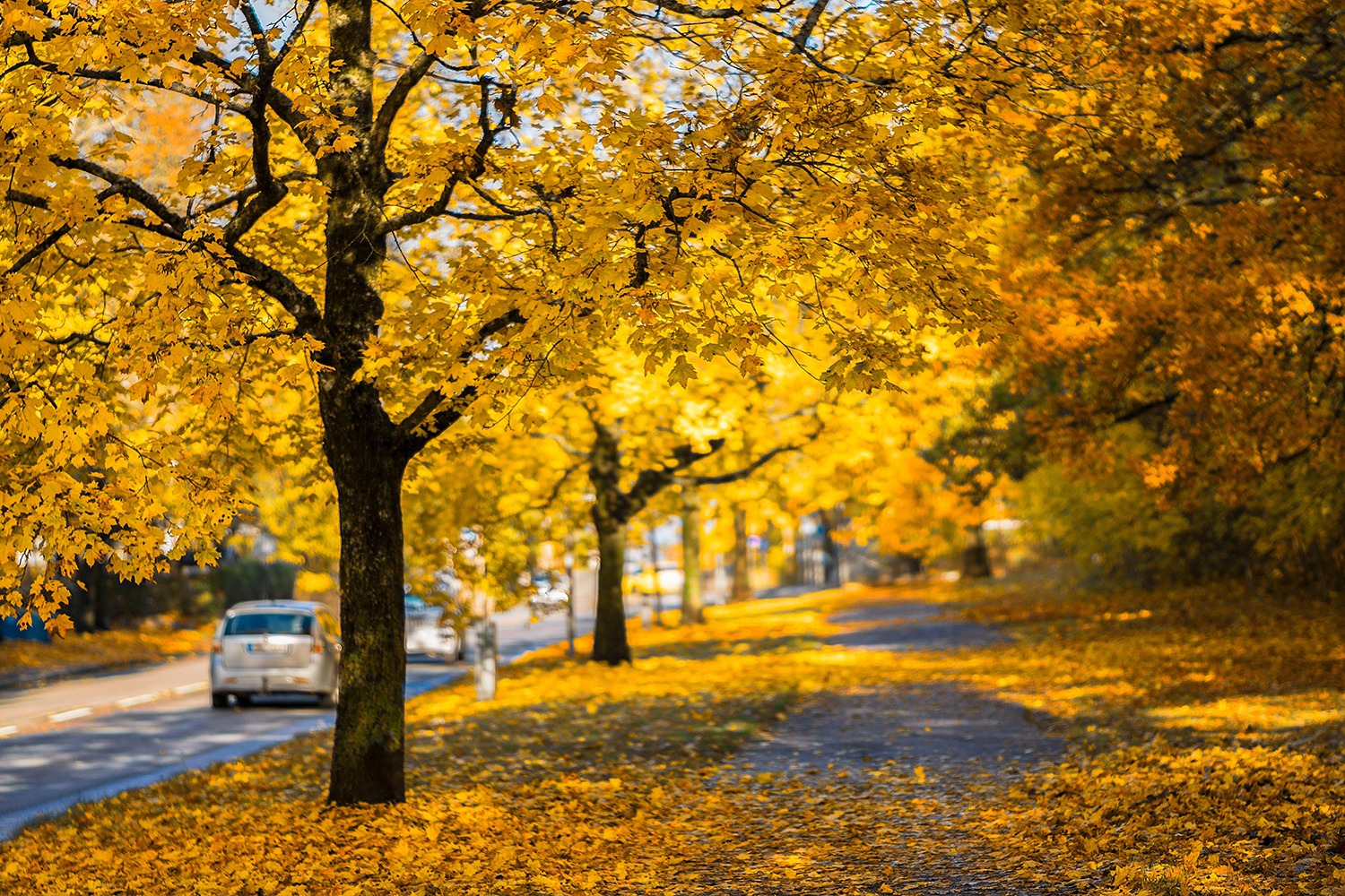 Trees with yellow leaves beside a street